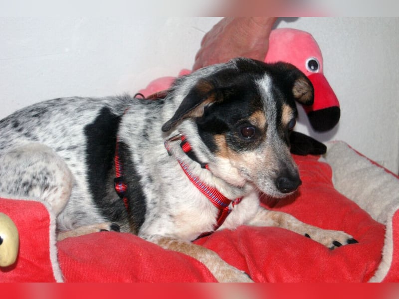 Ty - fit, lebensfroh, mit allen verträglich - Tierhilfe Franken e.V.