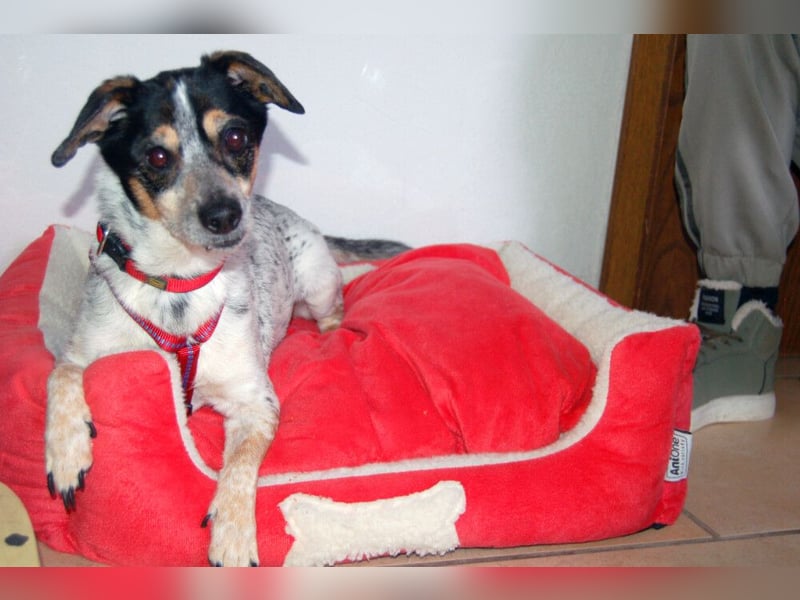 Ty - fit, lebensfroh, mit allen verträglich - Tierhilfe Franken e.V.