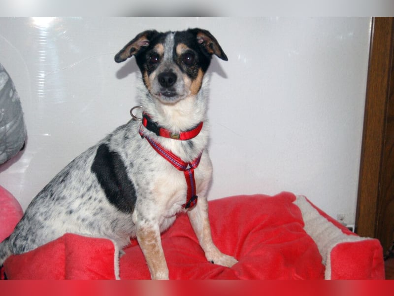 Ty - fit, lebensfroh, mit allen verträglich - Tierhilfe Franken e.V.