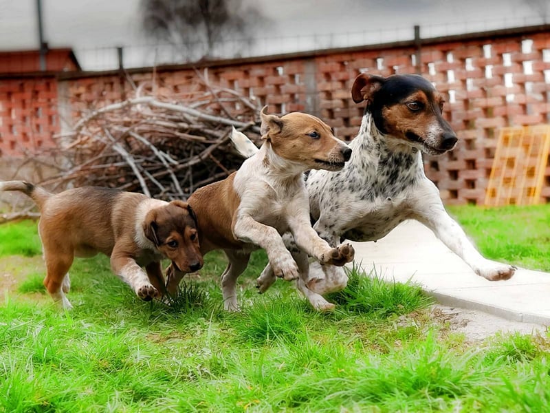Lisa - freundliche Jack-Russell-Mix-Hündin sucht liebevolles Zuhause