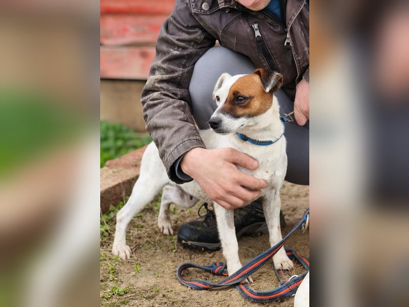 Trixie - Intelligente, aktive Jack-Russell-Mix-Hündin sucht engagiertes Zuhause