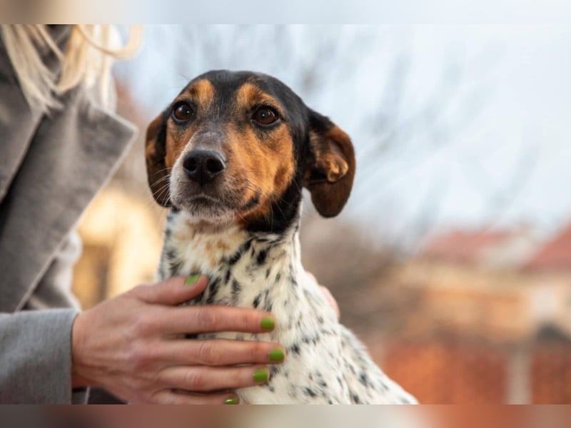 Lisa - freundliche Jack-Russell-Mix-Hündin sucht liebevolles Zuhause