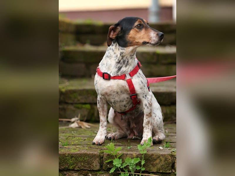 Lisa - freundliche Jack-Russell-Mix-Hündin sucht liebevolles Zuhause