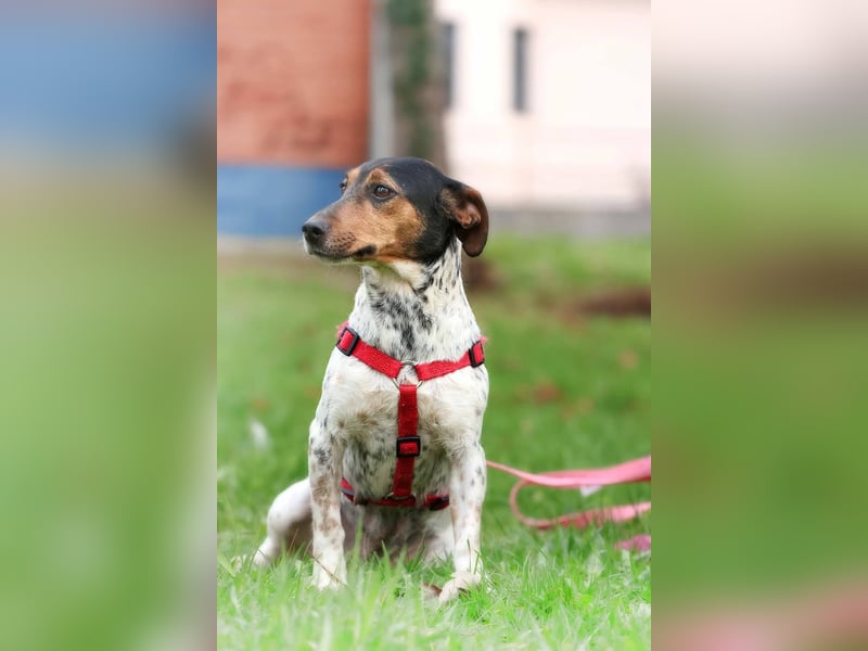 Lisa - freundliche Jack-Russell-Mix-Hündin sucht liebevolles Zuhause