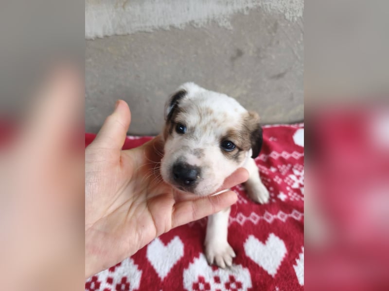 Findus - fröhlicher kleiner Entdecker sucht seine Familie