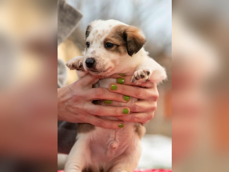 Findus - fröhlicher kleiner Entdecker sucht seine Familie