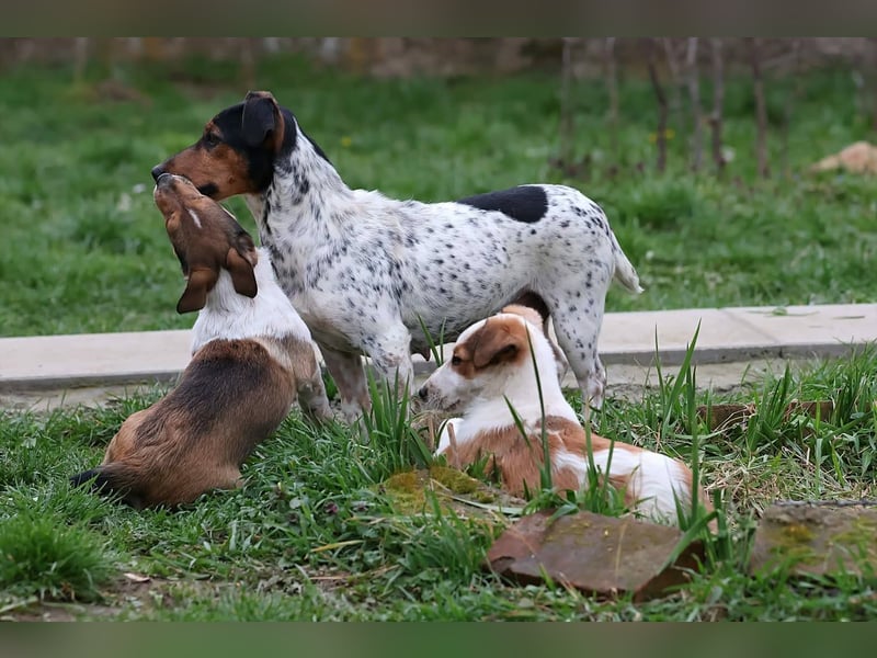 Lisa - freundliche Jack-Russell-Mix-Hündin sucht liebevolles Zuhause