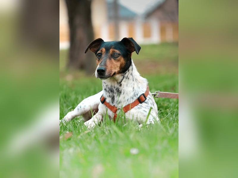 Lisa - freundliche Jack-Russell-Mix-Hündin sucht liebevolles Zuhause