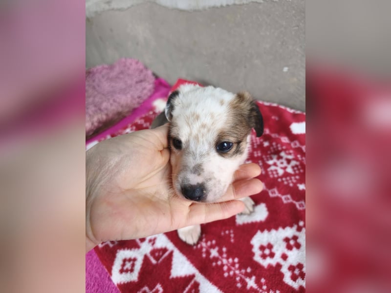 Findus - fröhlicher kleiner Entdecker sucht seine Familie