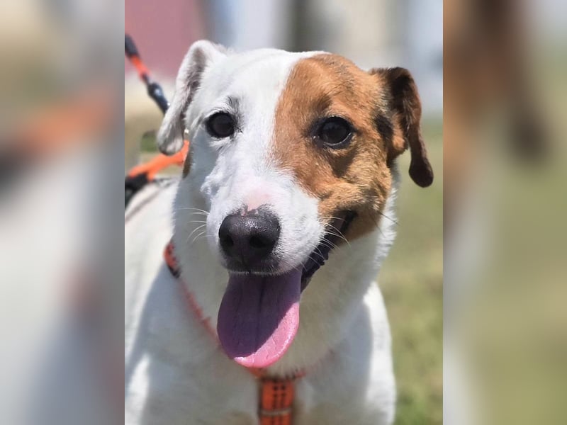 Mango, kleiner Jack Russel Mischling