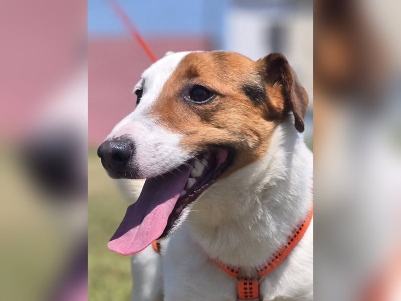 Mango, kleiner Jack Russel Mischling