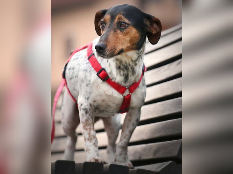 Lisa - freundliche Jack-Russell-Mix-Hündin sucht liebevolles Zuhause