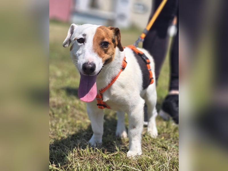 Mango, kleiner Jack Russel Mischling