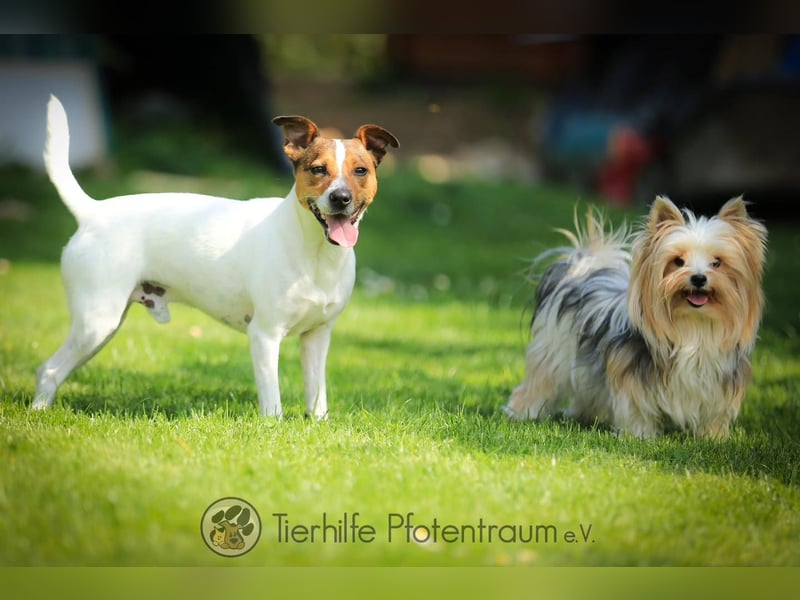 Bubi, menschenbezogener Jack Russell Terrier