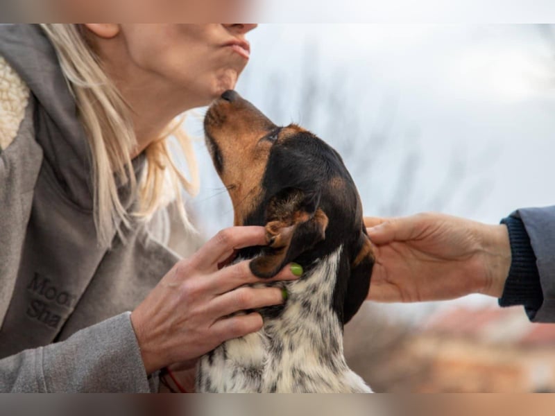 Lisa - freundliche Jack-Russell-Mix-Hündin sucht liebevolles Zuhause