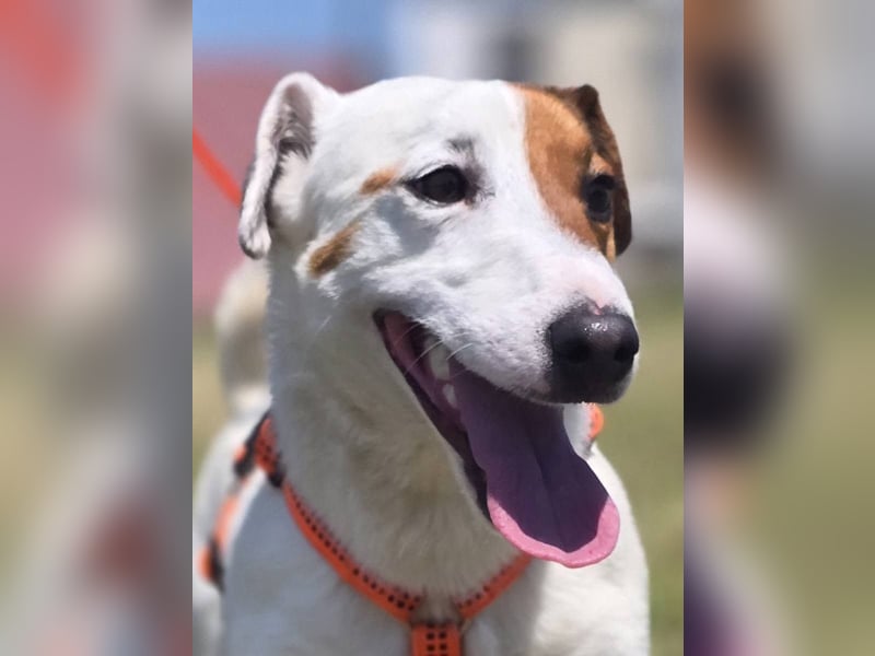 Mango, kleiner Jack Russel Mischling