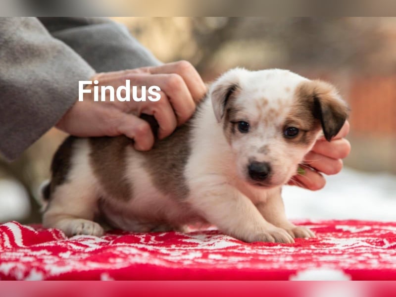 Findus - fröhlicher kleiner Entdecker sucht seine Familie
