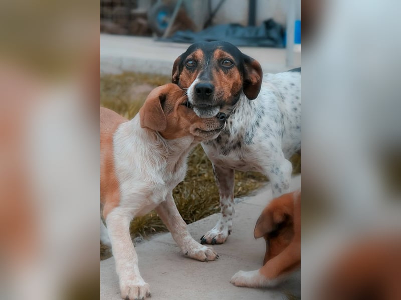 Lisa - freundliche Jack-Russell-Mix-Hündin sucht liebevolles Zuhause