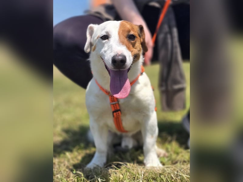 Mango, kleiner Jack Russel Mischling