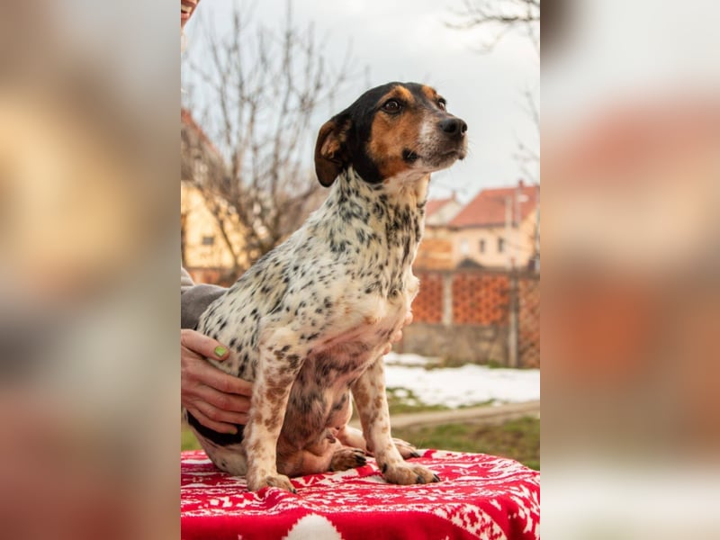 Lisa - freundliche Jack-Russell-Mix-Hündin sucht liebevolles Zuhause