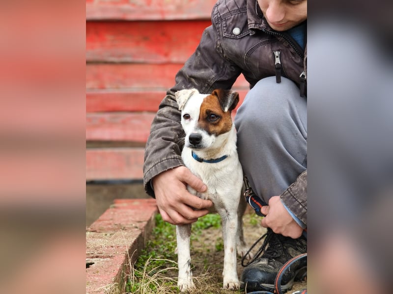 Trixie - Intelligente, aktive Jack-Russell-Mix-Hündin sucht engagiertes Zuhause