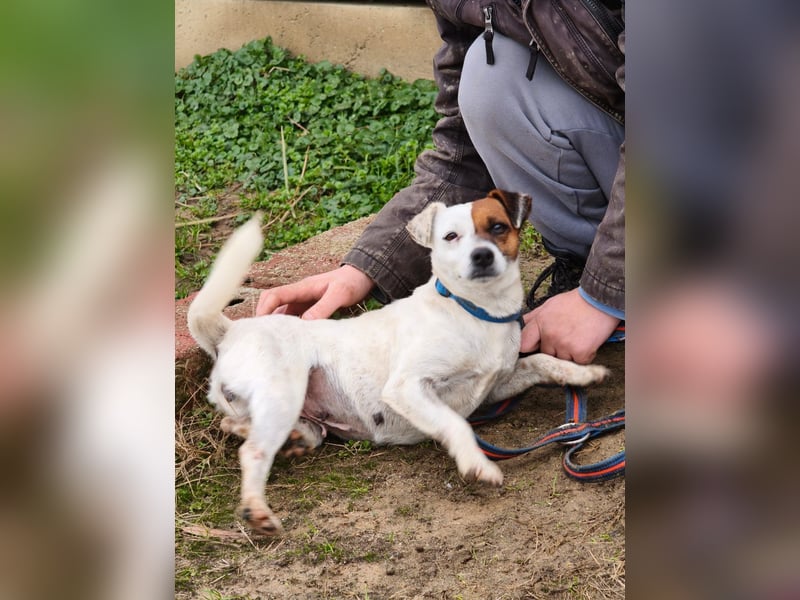 Trixie - Intelligente, aktive Jack-Russell-Mix-Hündin sucht engagiertes Zuhause