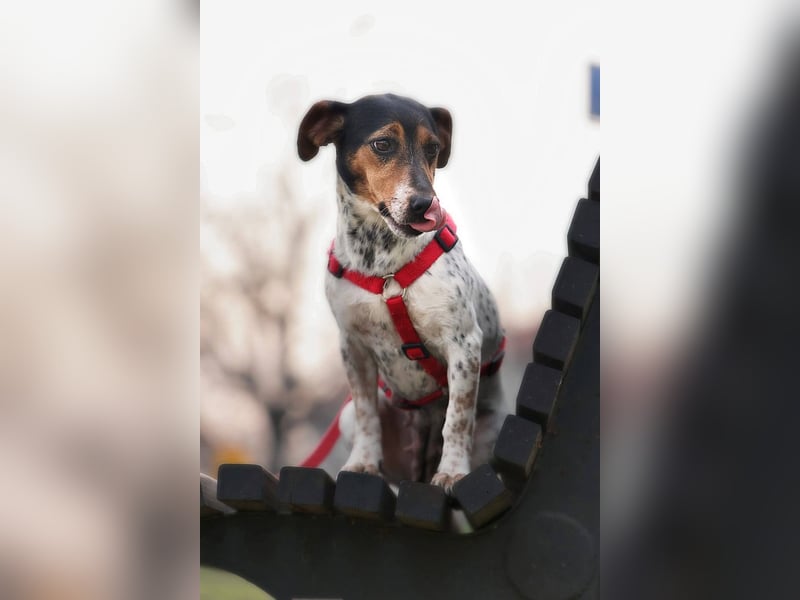 Lisa - freundliche Jack-Russell-Mix-Hündin sucht liebevolles Zuhause