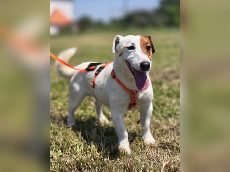 Mango, kleiner Jack Russel Mischling