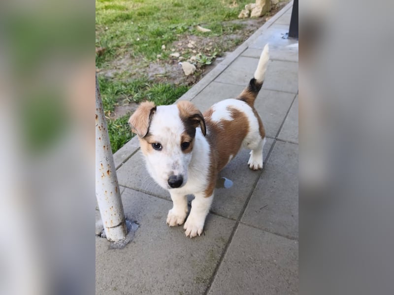 Findus - fröhlicher kleiner Entdecker sucht seine Familie