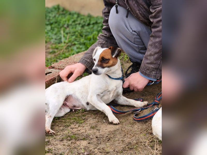 Trixie - Intelligente, aktive Jack-Russell-Mix-Hündin sucht engagiertes Zuhause