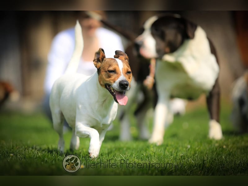 Bubi, menschenbezogener Jack Russell Terrier