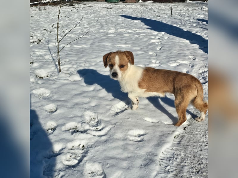 Minnie - einfach ausgesetzt