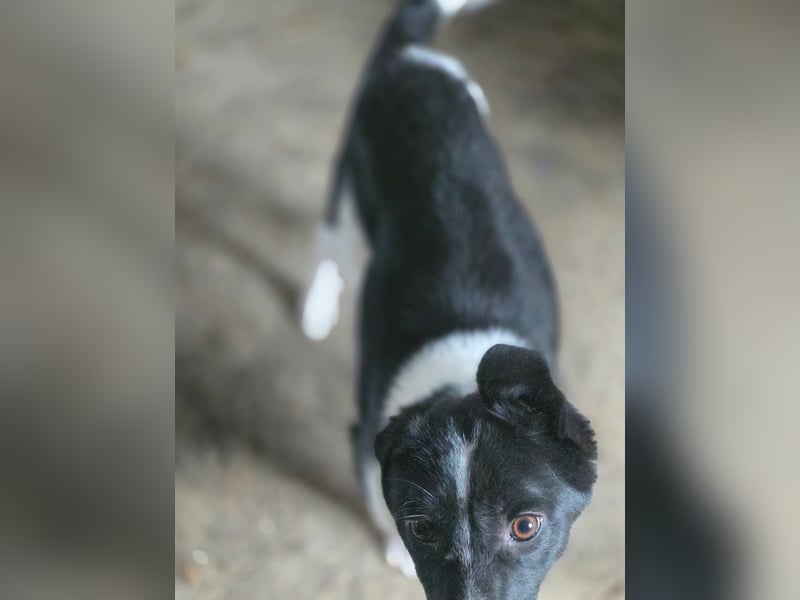 Abby - einfach weggeworfen