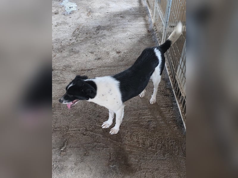 Abby - einfach weggeworfen