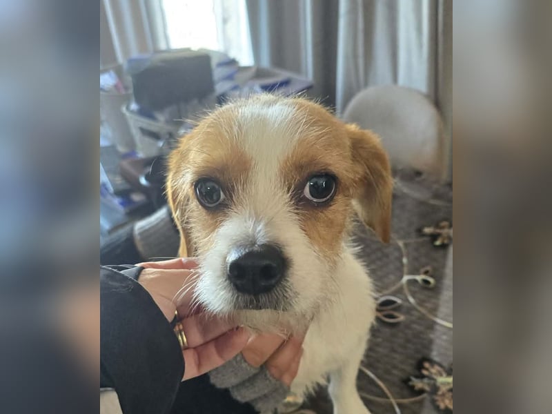 Minnie - einfach ausgesetzt