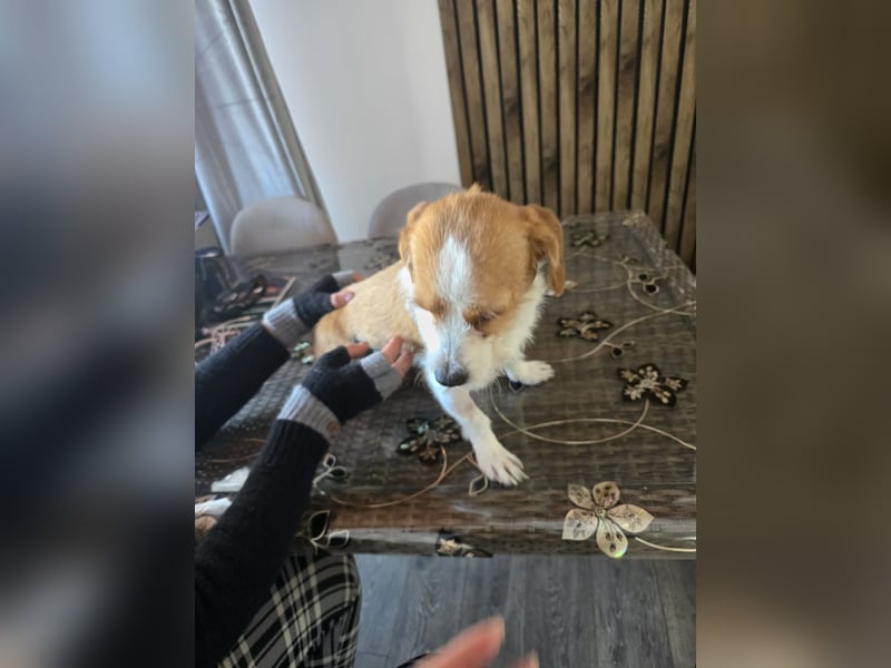 Minnie - einfach ausgesetzt