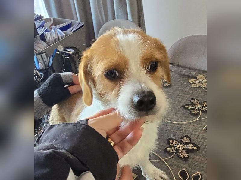 Minnie - einfach ausgesetzt