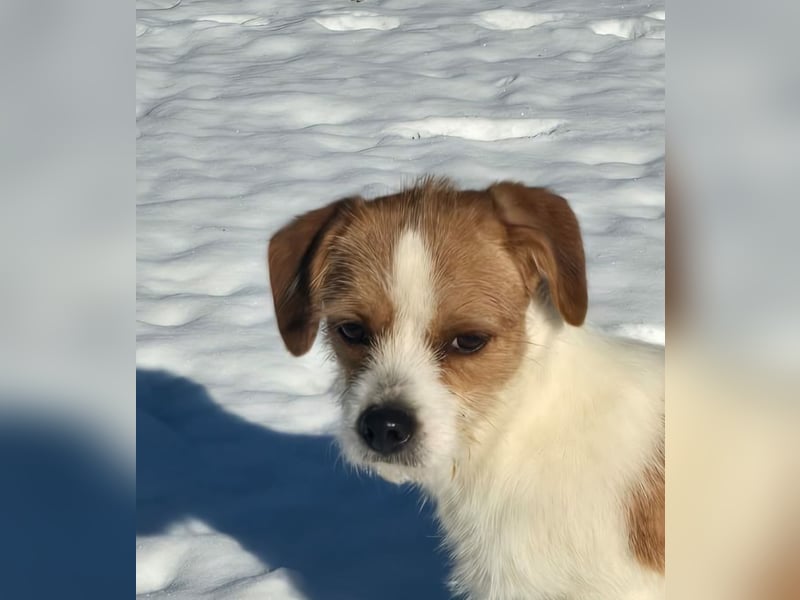 Minnie - einfach ausgesetzt