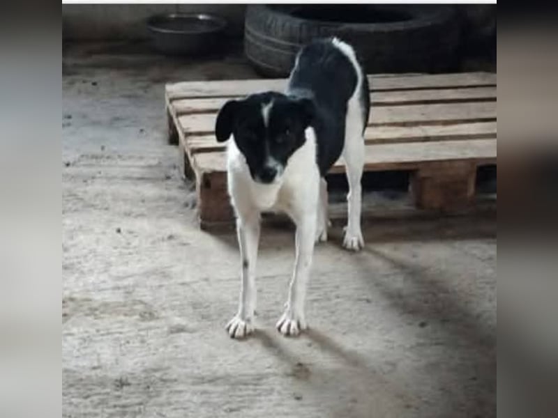 Abby - einfach weggeworfen