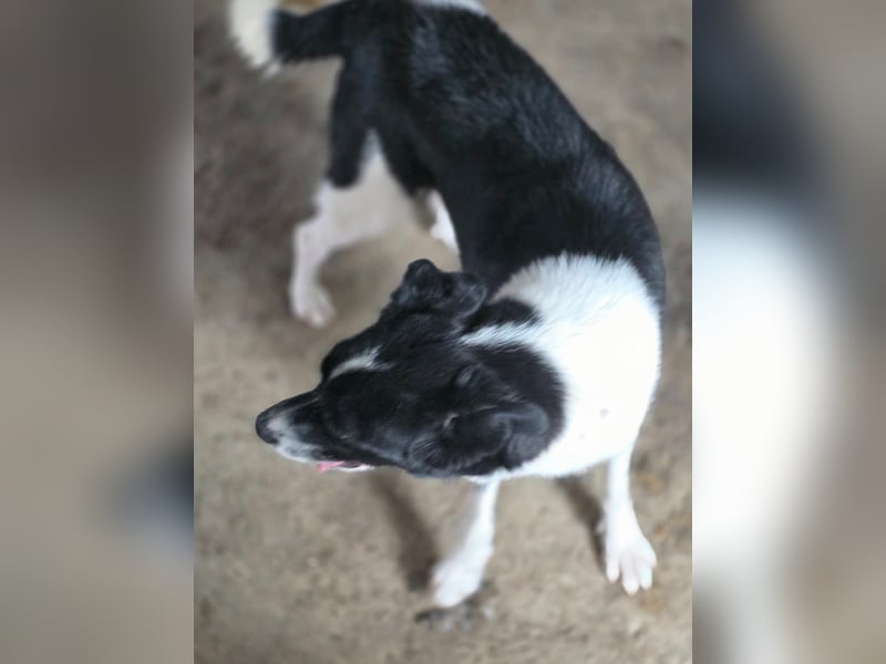 Abby - einfach weggeworfen