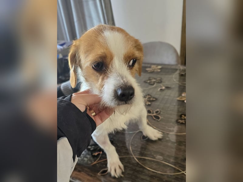 Minnie - einfach ausgesetzt