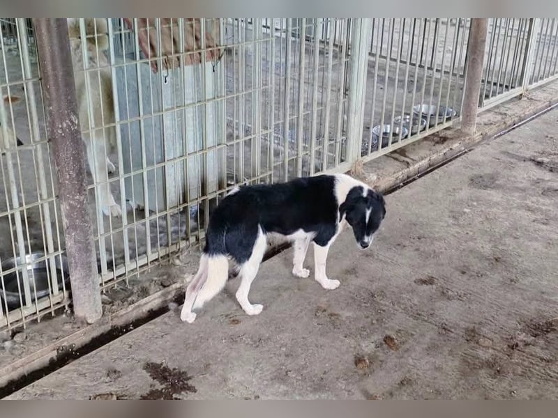 Abby - einfach weggeworfen