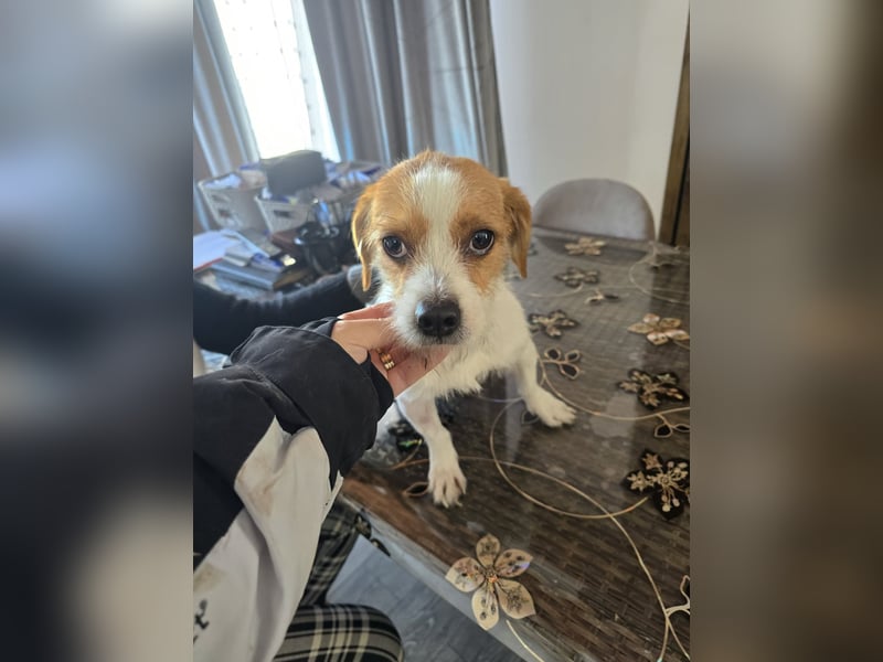 Minnie - einfach ausgesetzt