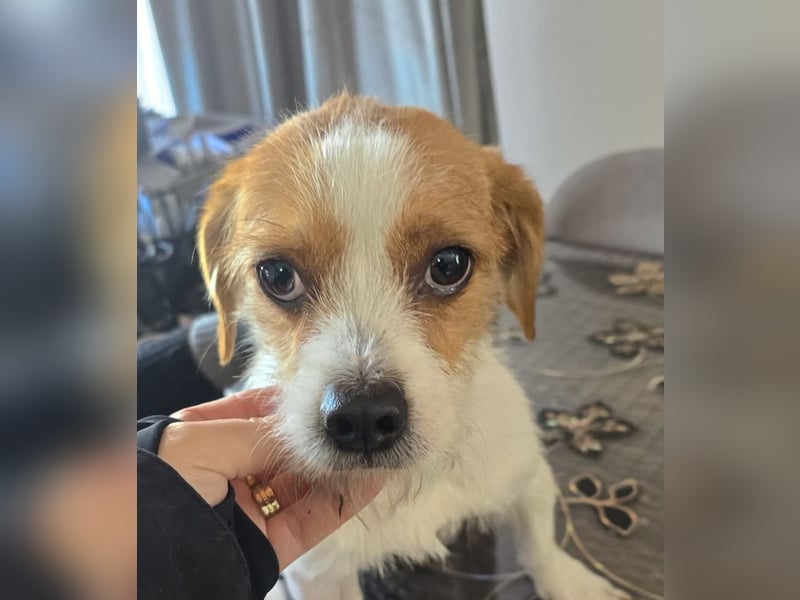 Minnie - einfach ausgesetzt