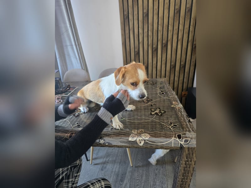 Minnie - einfach ausgesetzt