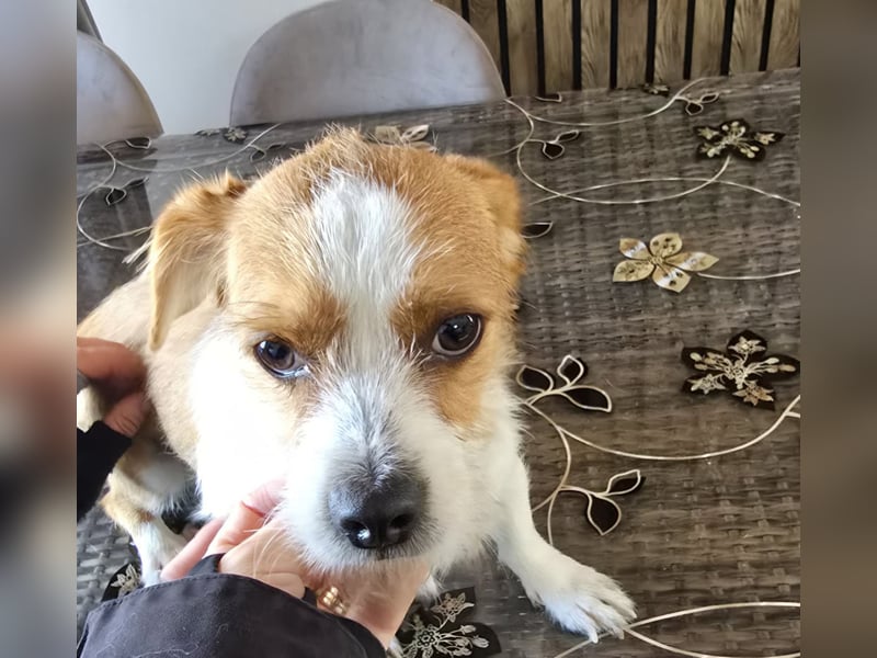 Minnie - einfach ausgesetzt