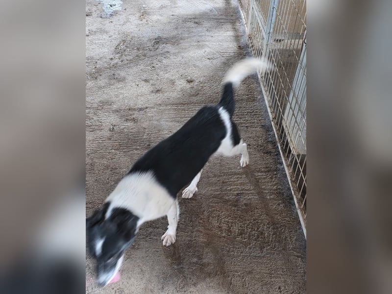 Abby - einfach weggeworfen