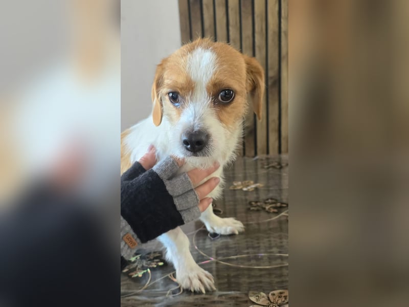 Minnie - einfach ausgesetzt