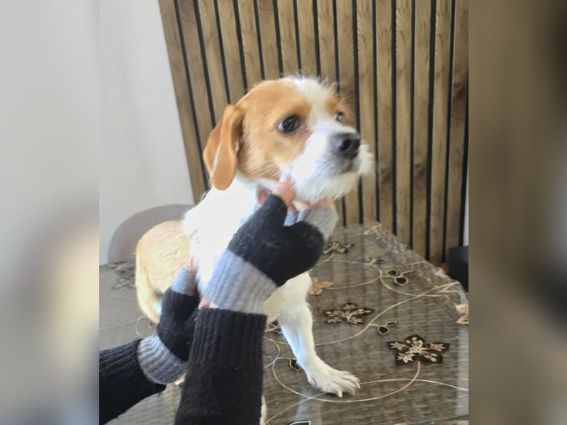 Minnie - einfach ausgesetzt