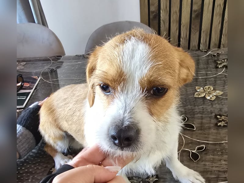 Minnie - einfach ausgesetzt